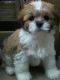 Lhasa Apso Puppies for sale in Brunswick, OH 44212, USA. price: $500