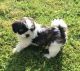 Lhasa Apso Puppies for sale in Little Rock, AR 72211, USA. price: NA
