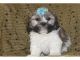 Lhasa Apso Puppies for sale in CA-111, Rancho Mirage, CA 92270, USA. price: NA