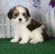 Lhasa Apso Puppies for sale in Green Bay, WI, USA. price: NA