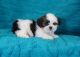 Lhasa Apso Puppies for sale in Adamstown, PA, USA. price: $500