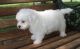 Lhasa Apso Puppies for sale in Orangeburg, SC, USA. price: $500