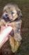 Lhasa Apso Puppies for sale in Bell, FL 32619, USA. price: $550