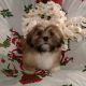 Lhasa Apso Puppies for sale in Pittsburgh, PA, USA. price: $1,500