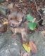 Lhasa Apso Puppies for sale in Bell, FL 32619, USA. price: $600