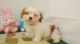 Lhasa Apso Puppies for sale in Charleston, WV, USA. price: NA