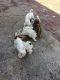 Lhasa Apso Puppies for sale in Bloomfield, CT, USA. price: $700
