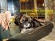 Lhasa Apso Puppies for sale in Ridgeville, SC 29472, USA. price: $1,250