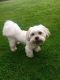 Lhasa Apso Puppies for sale in Virginia St, Kingston, ON K7K, Canada. price: $90