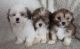 Lhasa Apso Puppies for sale in Ridgeville, SC 29472, USA. price: $1,250