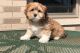 Lhasa Apso Puppies for sale in Minneapolis, MN 55442, USA. price: $500
