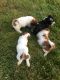 Lhasa Apso Puppies for sale in Bloomfield, CT, USA. price: $850