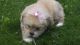 Lhasa Apso Puppies for sale in Carlisle, PA 17013, USA. price: $400