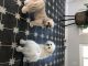 Lhasa Apso Puppies for sale in Conway, SC, USA. price: $500