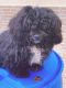 Lhasa Apso Puppies for sale in Minneapolis, MN, USA. price: NA