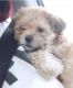 Lhasa Apso Puppies for sale in Waldorf, MD, USA. price: NA