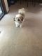 Lhasa Apso Puppies for sale in Silverdale, WA, USA. price: $1,000