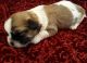 Lhasa Apso Puppies for sale in Florida Panhandle, FL, USA. price: $1,000