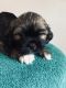 Lhasa Apso Puppies for sale in Syracuse, NY, USA. price: $500