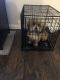 Lhasa Apso Puppies for sale in Coon Rapids, MN, USA. price: $800