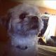 Lhasa Apso Puppies for sale in St Paul, MN, USA. price: $350
