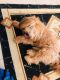 Lhasa Apso Puppies for sale in Oklahoma City, OK, USA. price: $750