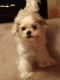 Lhasa Apso Puppies for sale in Shelby, OH 44875, USA. price: NA