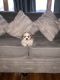 Lhasa Apso Puppies for sale in Kissimmee, FL, USA. price: $1
