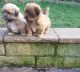 Lhasa Apso Puppies for sale in Pittsburgh, PA, USA. price: $1,300