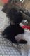 Lhasa Apso Puppies for sale in Boston, MA, USA. price: NA