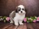 Lhasa Apso Puppies for sale in Phoenix, AZ, USA. price: NA