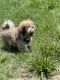 Lhasa Apso Puppies for sale in Adelphi, MD 20783, USA. price: NA