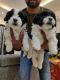 Lhasapoo Puppies for sale in Lonavla, Maharashtra, India. price: 10 INR