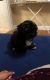 Lhasapoo Puppies for sale in St. Louis, MO, USA. price: NA