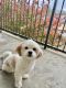 Lhasapoo Puppies for sale in Houston, TX, USA. price: NA