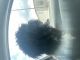 Lhasapoo Puppies for sale in San Antonio, TX, USA. price: NA