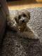 Lhasapoo Puppies for sale in Summerfield, FL 34491, USA. price: NA