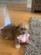 Lhasapoo Puppies for sale in Summerfield, FL 34491, USA. price: NA