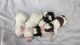 Lhasapoo Puppies for sale in Miyapur, Telangana, India. price: 14999 INR
