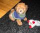 Lhasapoo Puppies for sale in Trenton, NJ 08619, USA. price: $4,500