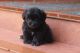 Lhasapoo Puppies for sale in Kollam, Kerala, India. price: 5000 INR