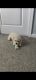 Lhasapoo Puppies for sale in Jacksonville, FL, USA. price: $3,800