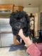 Lhasapoo Puppies for sale in East Brunswick, NJ, USA. price: $1,400