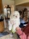 Lhasapoo Puppies for sale in East Brunswick, NJ, USA. price: $1,400