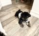 Lhasapoo Puppies for sale in Mission Valley, San Diego, CA, USA. price: $1,000