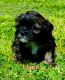 Lhasapoo Puppies for sale in Memphis, TN, USA. price: $900