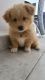 Lhasapoo Puppies for sale in Dallas, TX, USA. price: $500
