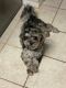 Lhasapoo Puppies for sale in Spring Hill, FL 34608, USA. price: $60,000