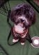 Lhasapoo Puppies for sale in Lithia Springs, GA, USA. price: $1,500