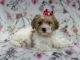 Lhasapoo Puppies for sale in Lakeland, Florida. price: $495